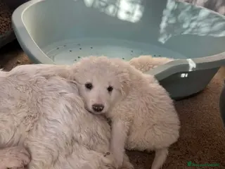 Meticcio cani Meravigliosi cuccioli simil maremmano - Annuncio 5