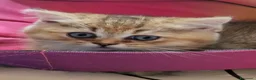 British gatti in vendita: British shorthair cuccioli - Annuncio 7