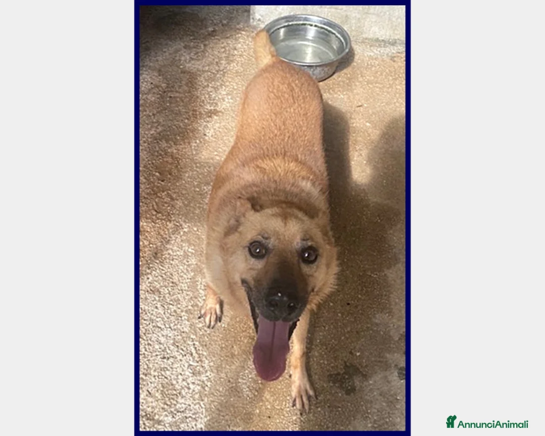 Meticcio cani in regalo: BOMBER VIVACE CAGNOLINO 6 ANNI, DA TROPPO IN GABBI a Roma - Annuncio 3