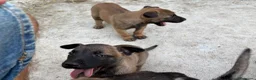 Pastore Belga cani in vendita: Cucciolo Pastore Belga Malinois - Annuncio 8