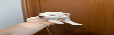 Maltese 2