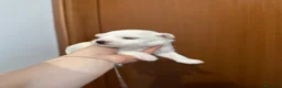 Maltese cani in vendita: Cuccioli di Maltese  - Annuncio 2