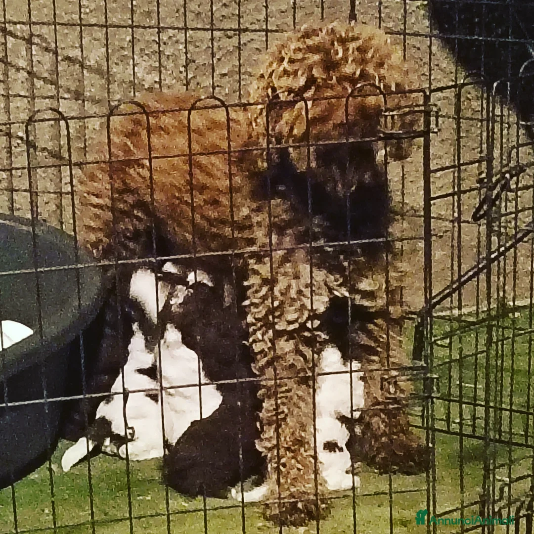 Lagotto cani in vendita: Cuccioli Lagotto Romagnolo  - Annuncio 3