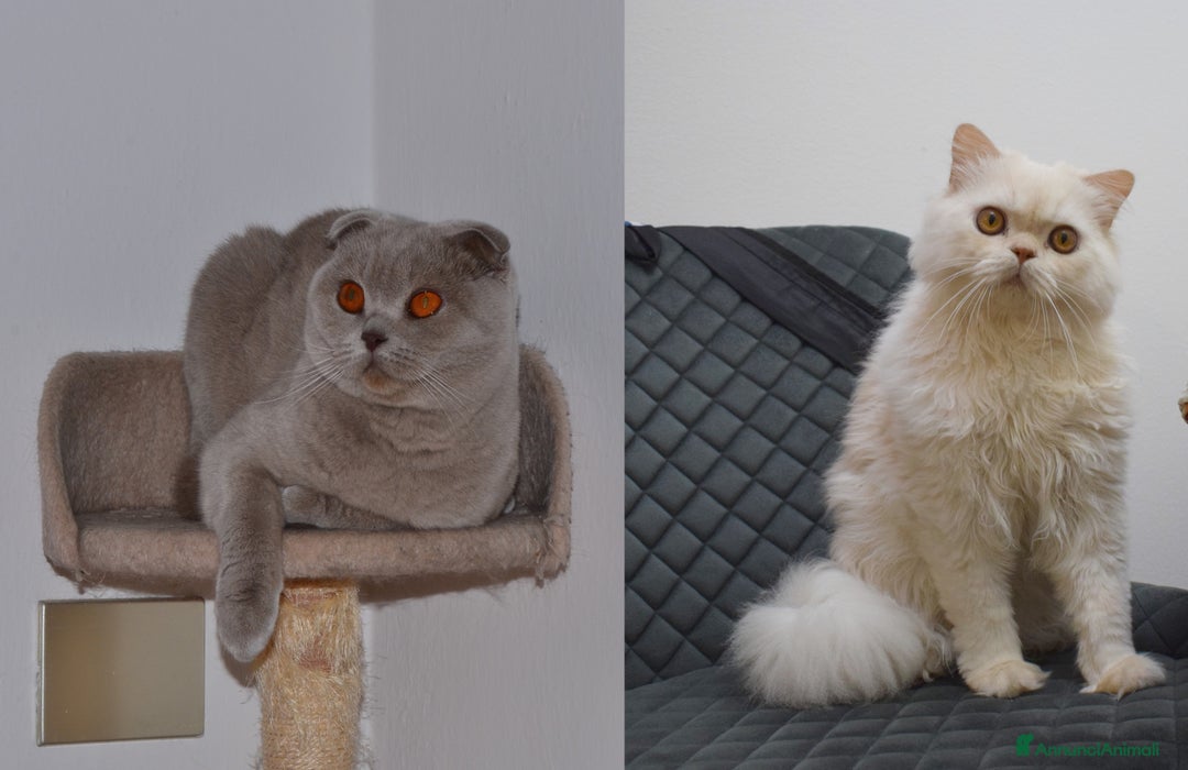 Scottish gatti in vendita: Scottish fold e straight - Annuncio 11