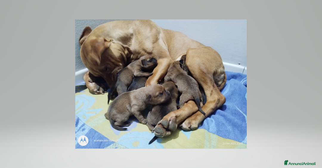 Altre razze cani in regalo: CUCCIOLI - Annuncio 2