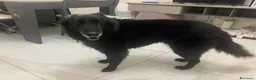 Pastore Belga cani in regalo: In regalo Pastore Belga, Sibilla, adulta  a Provincia di Piacenza - Annuncio 5