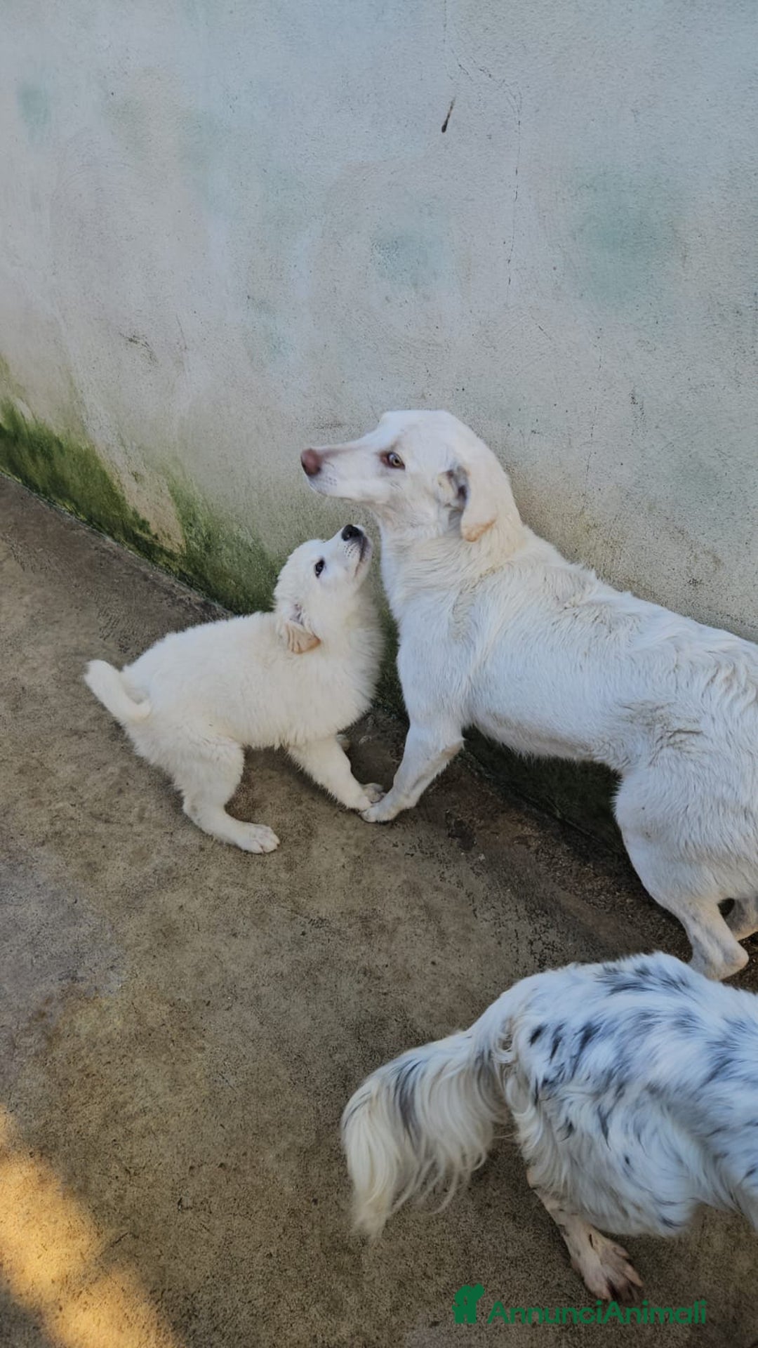 Meticcio cani in regalo: Chiara: 1 anno, socievole ed equilibrata - Annuncio 29