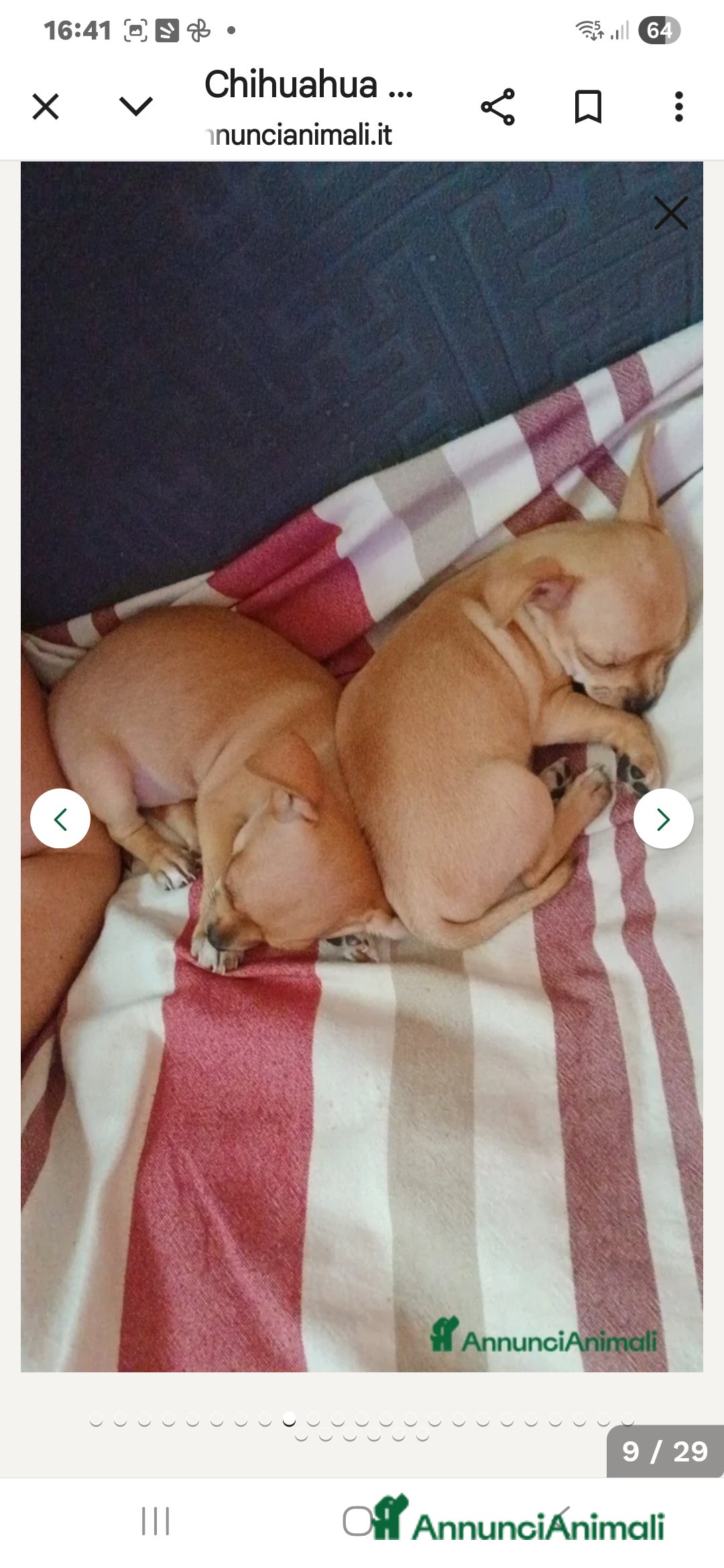 Chihuahua cani in vendita: Cuccioli chihuahua - Annuncio 27