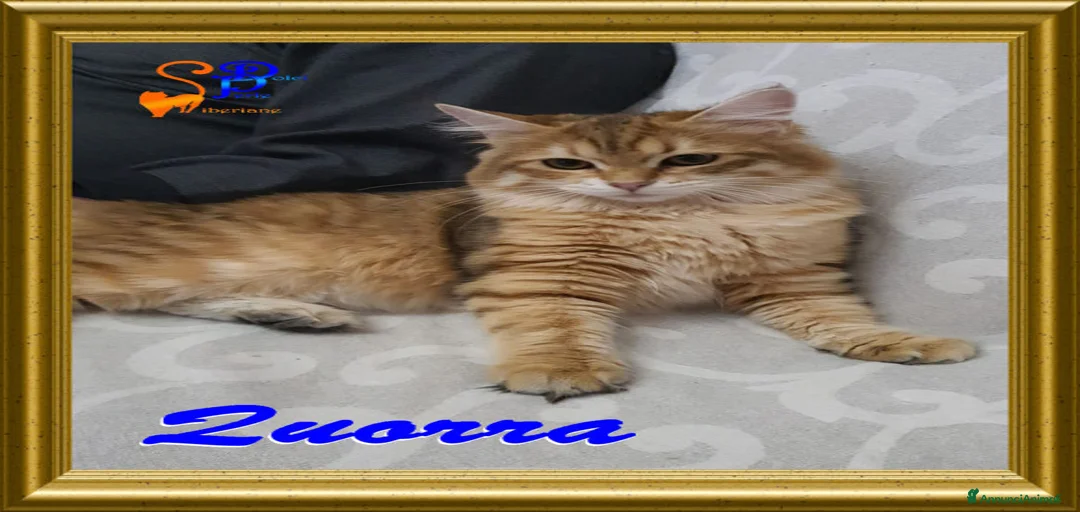 Immagine della galleria {{count}}