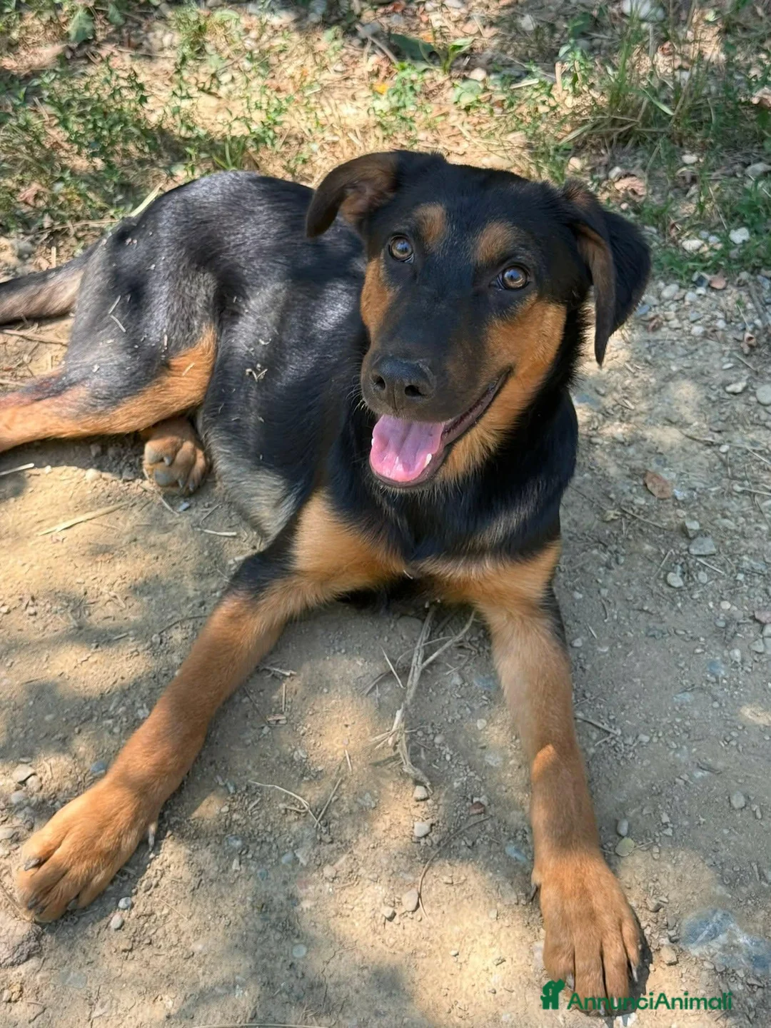 Pastore Tedesco cani in regalo: DAISY, cucciola mix PASTORINA super coccolona! - Annuncio 8