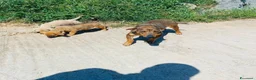 Meticcio cani in regalo: Medison bellissima cucciola taglia medio piccola  a Città metropolitana di Milano - Annuncio 2