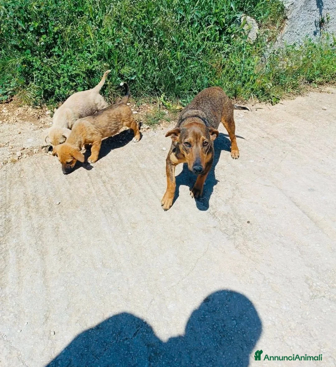 Meticcio cani in regalo: Medison bellissima cucciola taglia medio piccola  a Città metropolitana di Milano - Annuncio 2