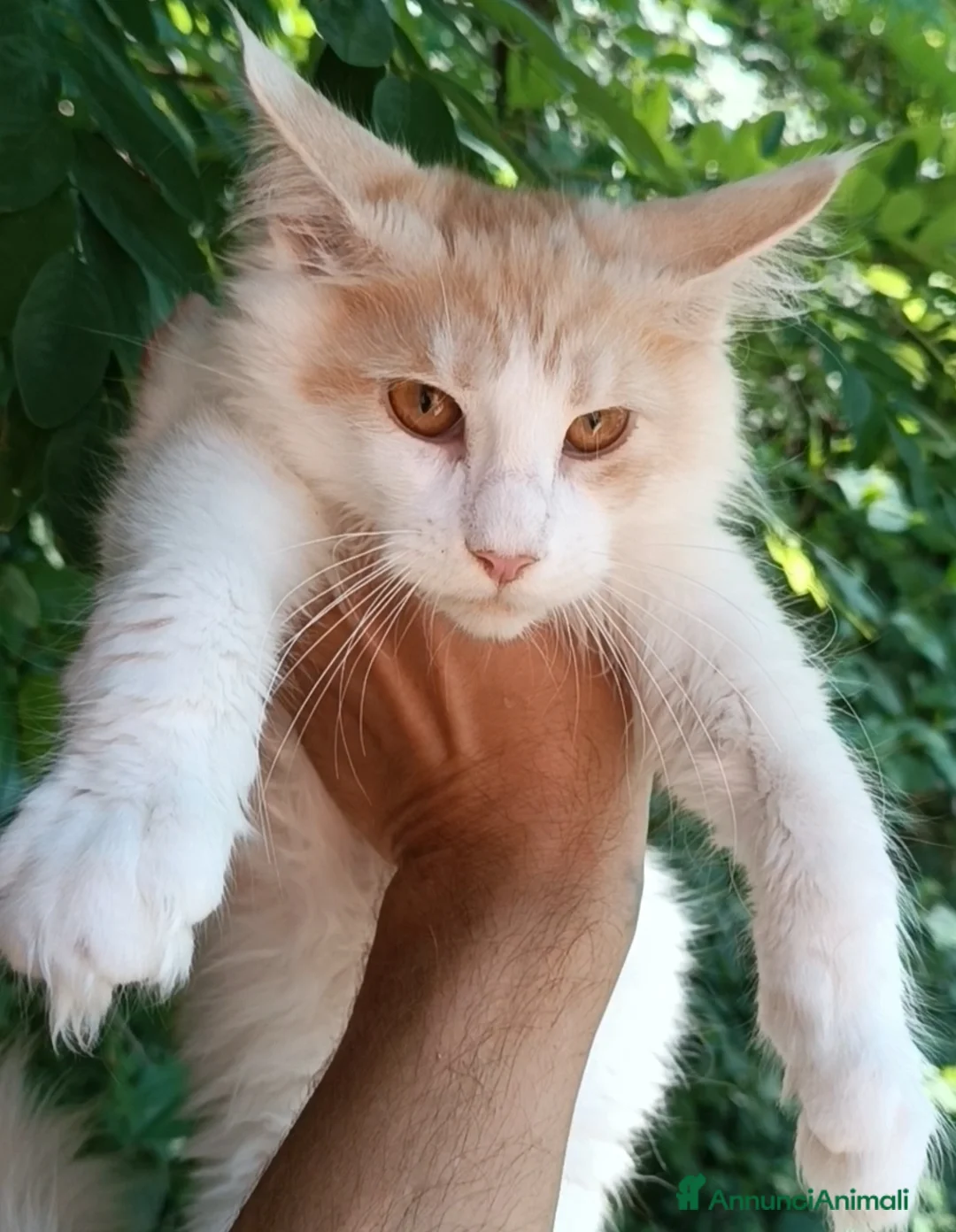 Maine Coon gatti in vendita: Cucciolo Maine Coon pedigree da Campione del mondo - Annuncio 3