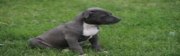 Pitbull cani in vendita: Cuccioli Pit Bull pronta consegna  - Annuncio 25