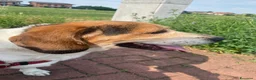 Beagle cani in regalo: Il piccolo Oscar cerca una nuova famiglia a Città Metropolitana di Torino - Annuncio 5