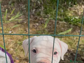 Dogo Argentino cani in vendita: Meravigliosa cucciola femmina - Annuncio 1
