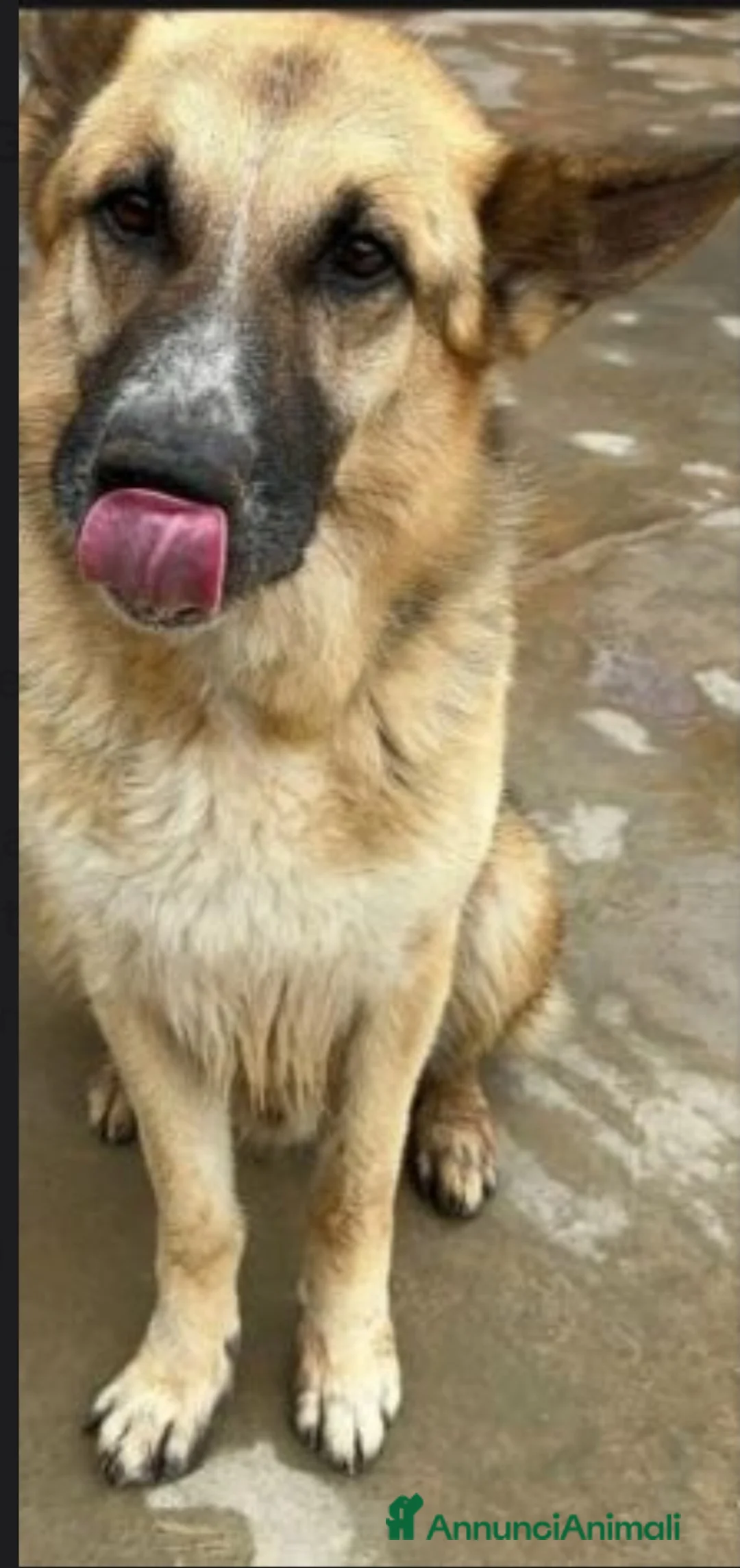 Pastore Tedesco cani in regalo: Pastore Tedesco 7anni mollato conciato!!SAVONA SOS - Annuncio 2