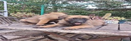 Pastore Belga cani in vendita: Pastore Belga Malinois Bari Lecce Taranto Foggia a Città Metropolitana di Bari - Annuncio 7