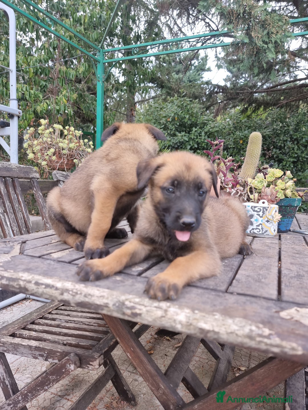 Pastore Belga cani in vendita: Pastore Belga Malinois Bari Lecce Taranto Foggia a Città Metropolitana di Bari - Annuncio 7