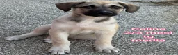 Meticcio cani in regalo: CUCCIOLI ESCLUSI E SOLI!!! a Città Metropolitana di Genova - Annuncio 8