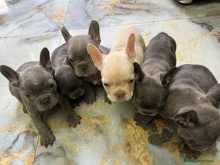 Bulldog Francese cani Pronti per una nuova casa ♡ Bulldog francese a Città metropolitana di Milano - Annuncio 39