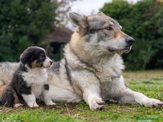 Australian Shepherd cani Australian Shepherd - Annuncio 1