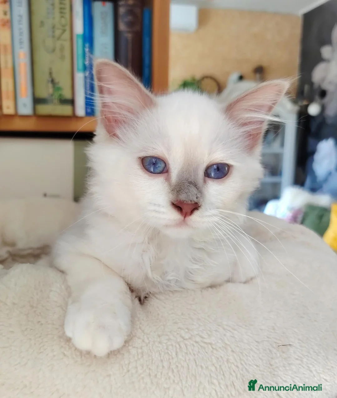 Sacro di Birmania gatti in vendita: Cuccioli di gatto Sacro di Birmania a Città Metropolitana di Genova - Annuncio 3