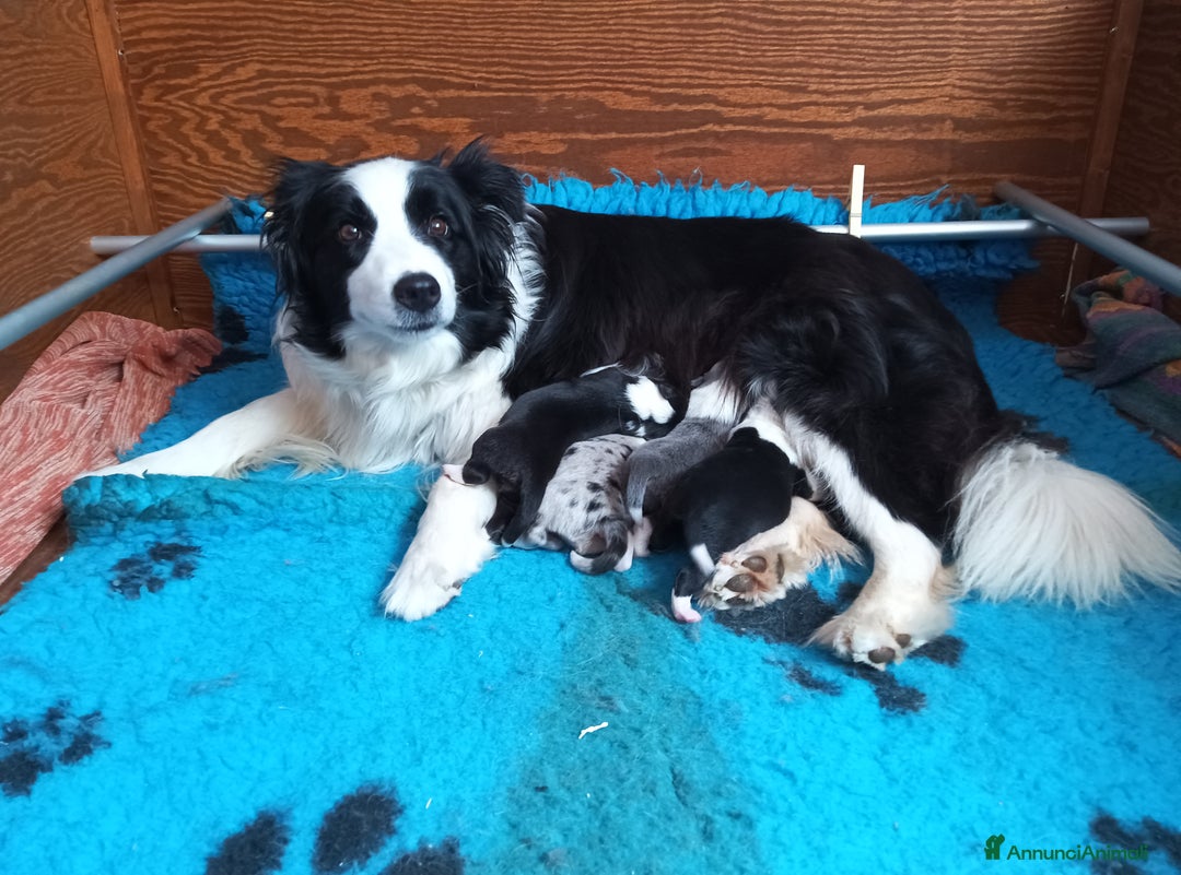 Border Collie cani in vendita: Cuccioli Border Collie a Città Metropolitana di Torino - Immagine 11