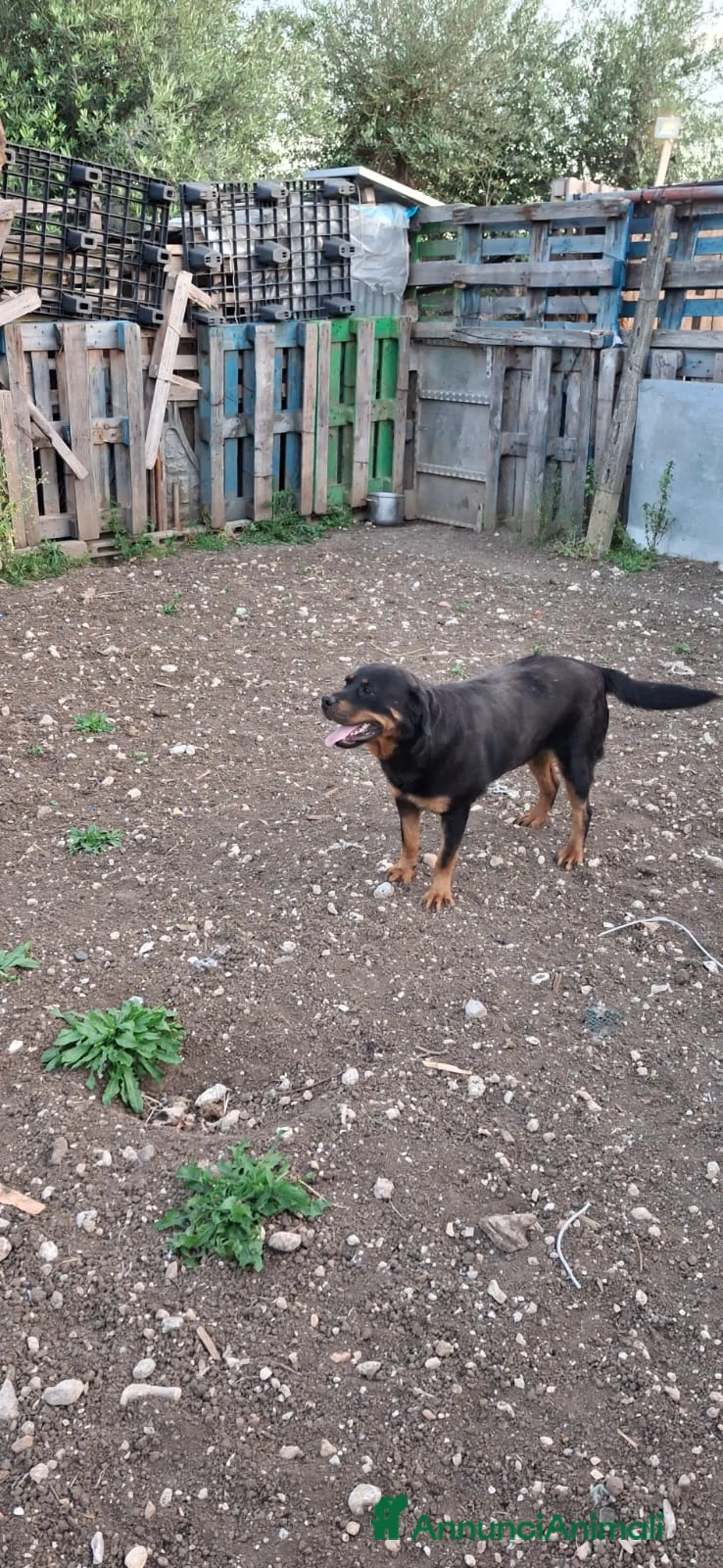 Rottweiler cani in regalo: Cane Rottweiler femmina 18 mesi - Annuncio 1