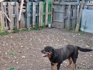 Rottweiler cani Cane Rottweiler femmina 18 mesi - Annuncio 1