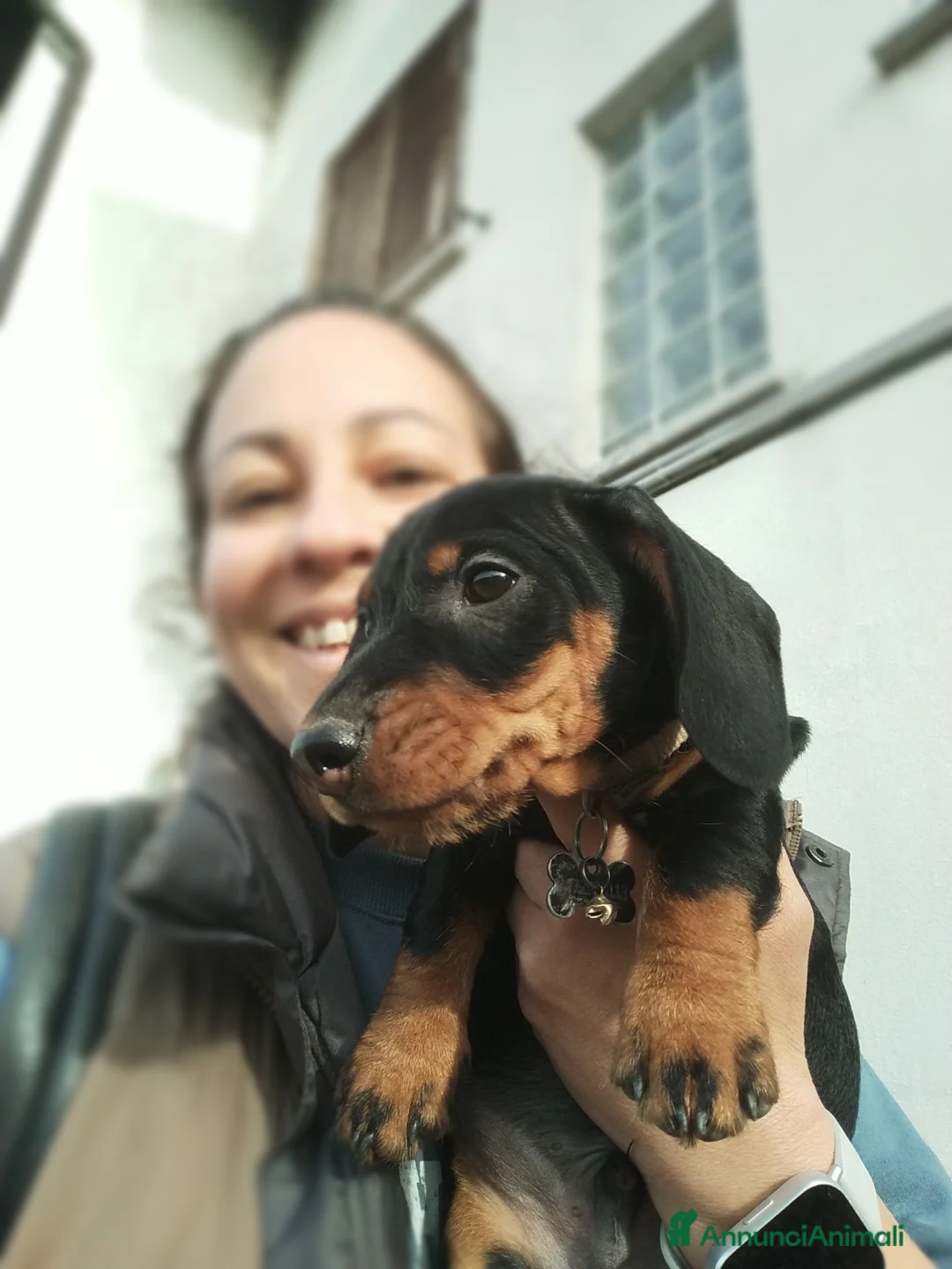 Bassotto cani in vendita: Bassotto tedesco a pelo duro  - Annuncio 4