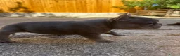 Bulldog Francese cani in vendita: bulldog francese  - Annuncio 8