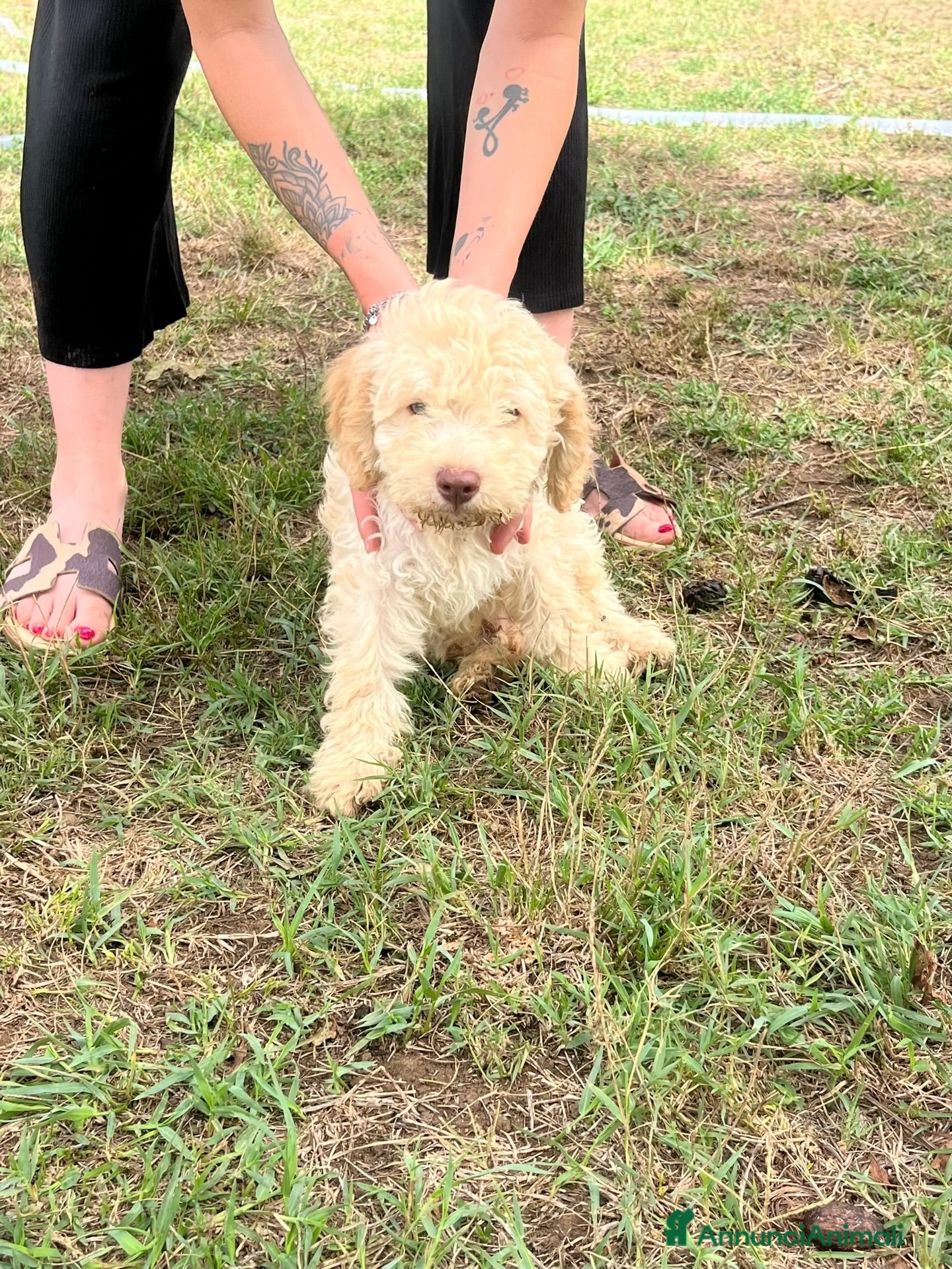 Lagotto cani Cucciolo Lagotto  - Annuncio 11