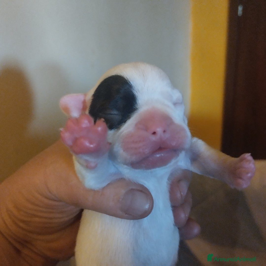 Bulldog Francese cani in vendita: Vendo - Annuncio 5