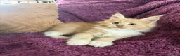 Maine Coon gatti in vendita: Cuccioli Maine coon con pedigree  - Annuncio 4