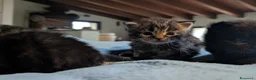 Maine Coon gatti in vendita: Cuccioli Maine Coon meravigliosi - Annuncio 9