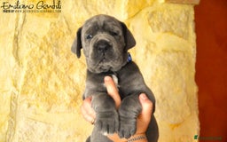 Alano cani in vendita: Cuccioli alani blu - Immagine 1