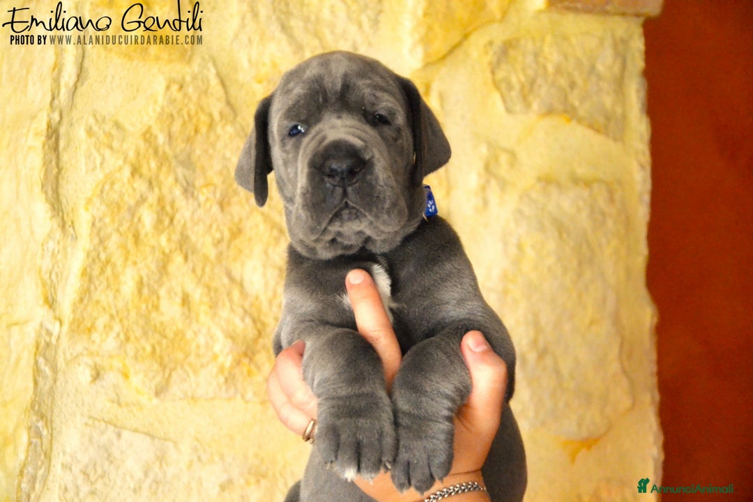 Alano cani in vendita: Cuccioli alani blu - Immagine 1
