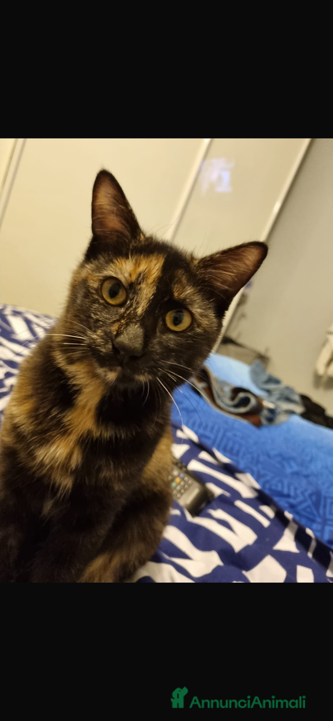 Altre razze gatti in regalo: Regalo due gatte di 3 anni  - Annuncio 2