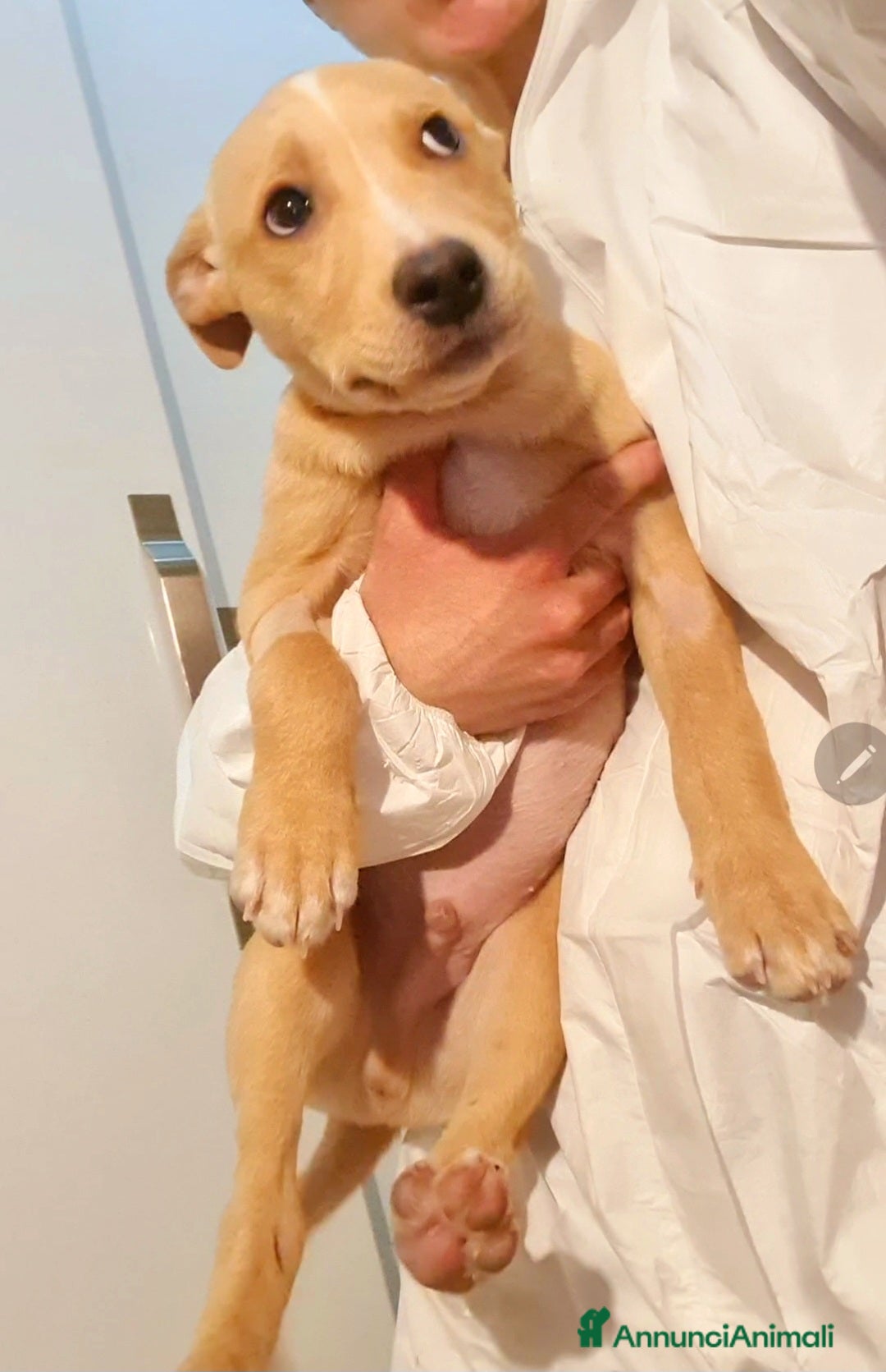 Meticcio cani Peter cucciolo tenerissimo - Annuncio 4