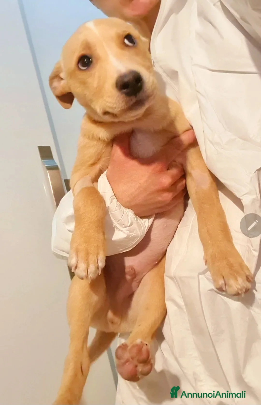 Meticcio cani in regalo: Peter cucciolo tenerissimo - Annuncio 1