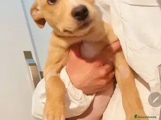 Meticcio cani Peter cucciolo tenerissimo - Annuncio 4