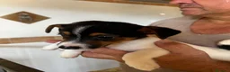 Jack Russell cani in vendita: Jack russell  - Annuncio 8