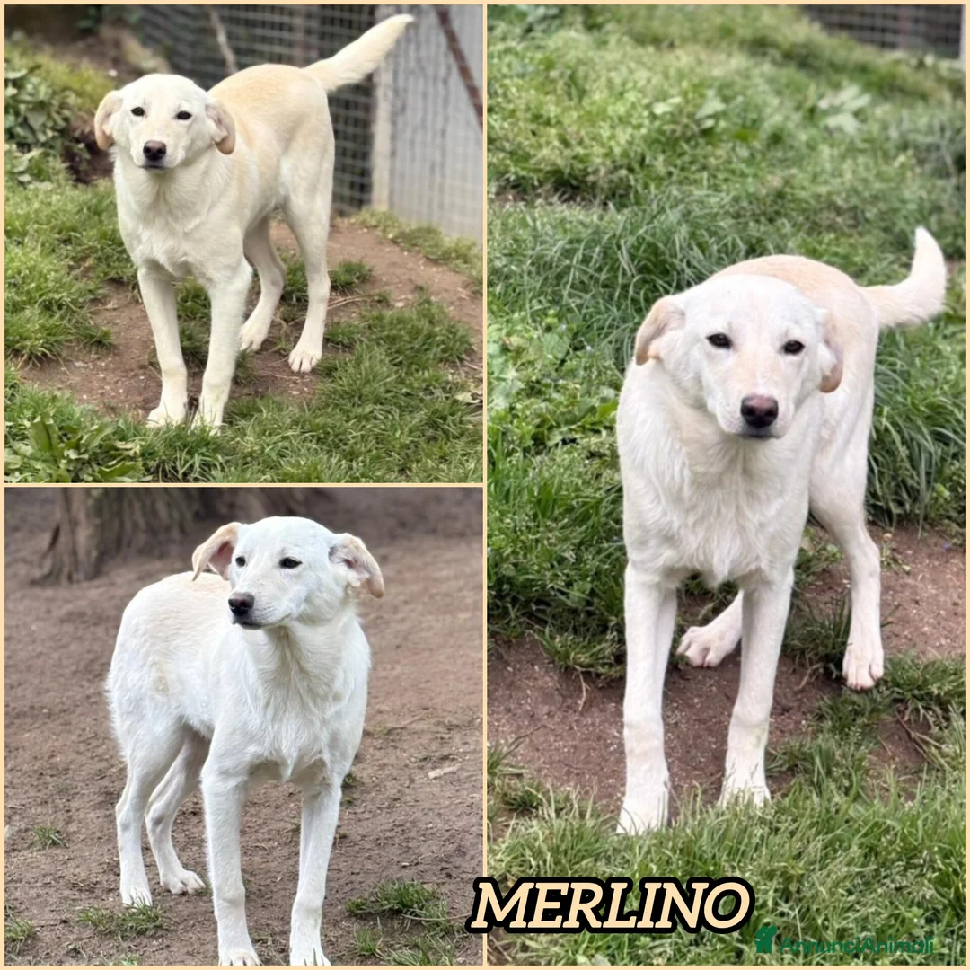 Meticcio cani in regalo: MERLINO DOLCISSIMO MIX LABRADORINO  a Città Metropolitana di Bologna - Annuncio 2