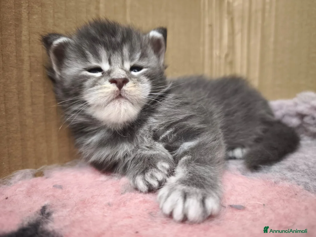 Maine Coon gatti in vendita: Cuccioli di Maine Coon(Allevamento Meriggio d'Oro) a Provincia di Cremona - Annuncio 1