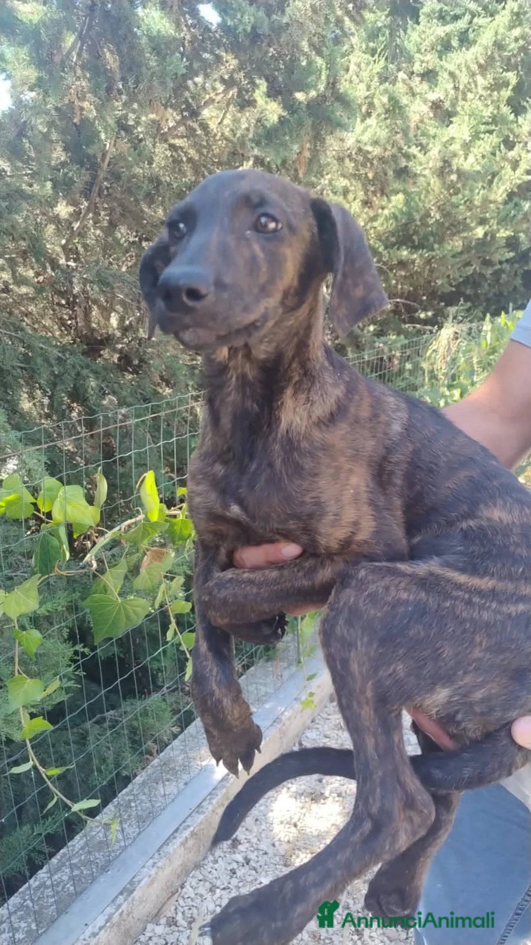 Meticcio cani in regalo: TRILLY, TOMBOLA E FREJA - Annuncio 2