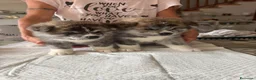 Akita Inu cani in vendita: Splendidi Cuccioli di Akita con Pedigree a Provincia di Lodi - Annuncio 7