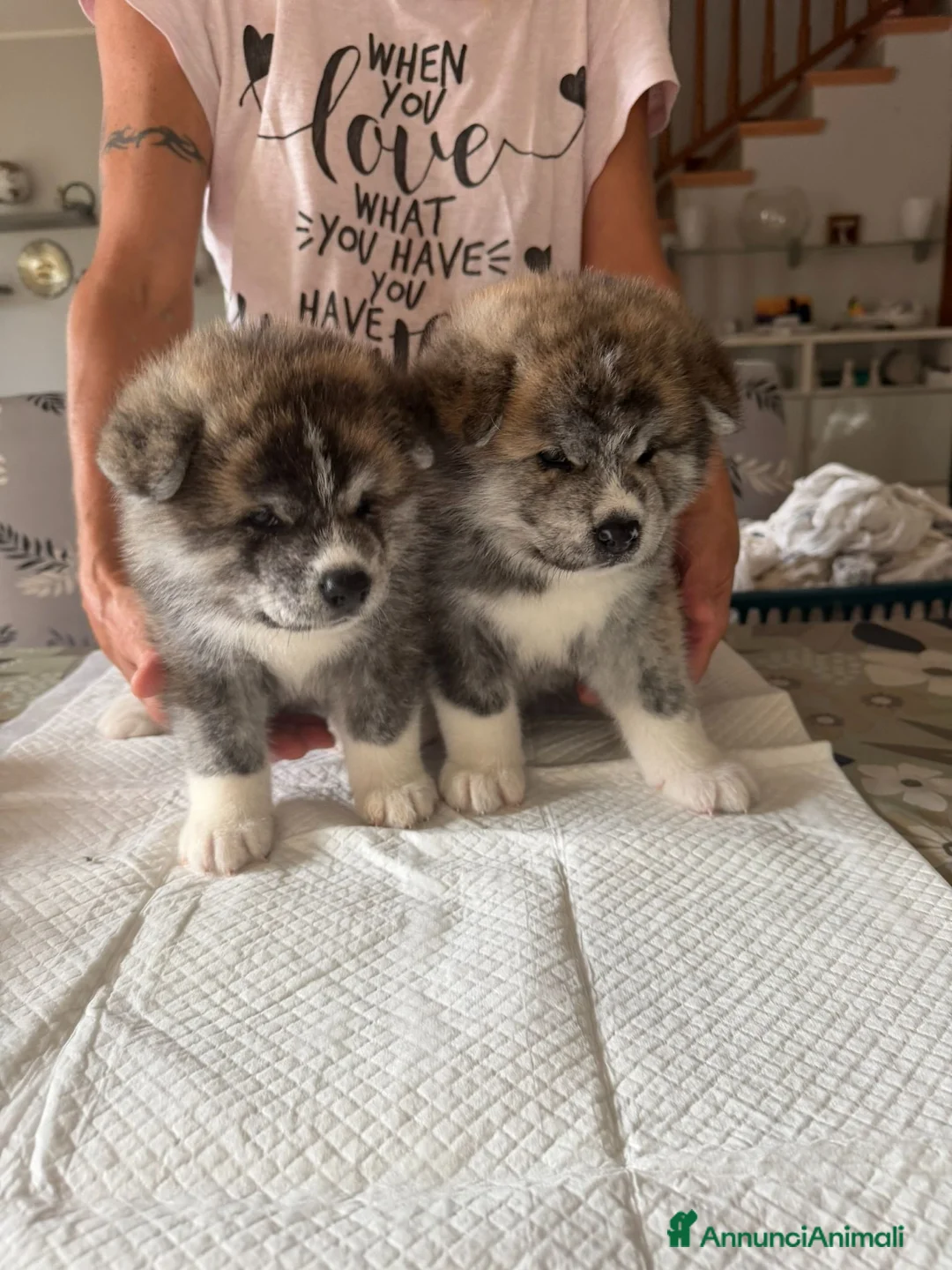 Akita Inu cani in vendita: Splendidi Cuccioli di Akita con Pedigree a Provincia di Lodi - Annuncio 7