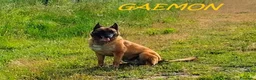 Altre razze cani in regalo: GAEMON Malinois bello come il sole a Città Metropolitana di Torino - Annuncio 4