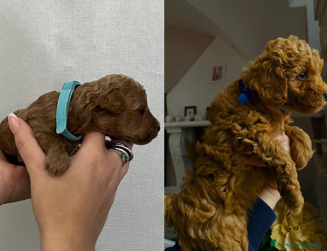 Barboncino Toy cani in vendita: Cuccioli Barboncini toy - Annuncio 9